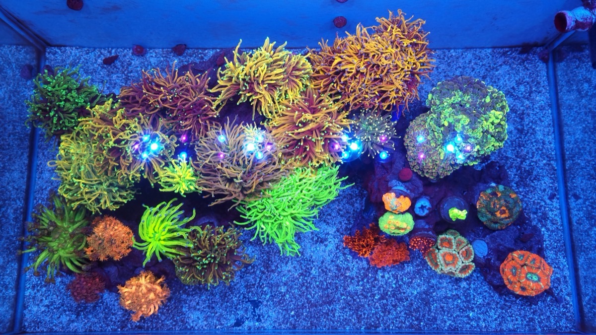 Aquarium by @ag_reef