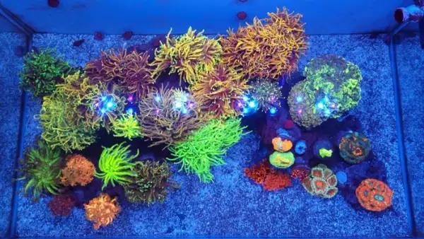 Aquarium by @ag_reef