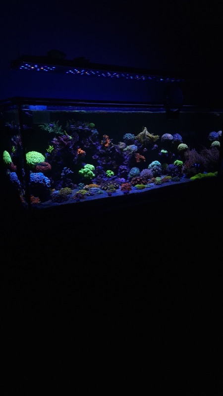 Aquarium by @lucaslima_reef